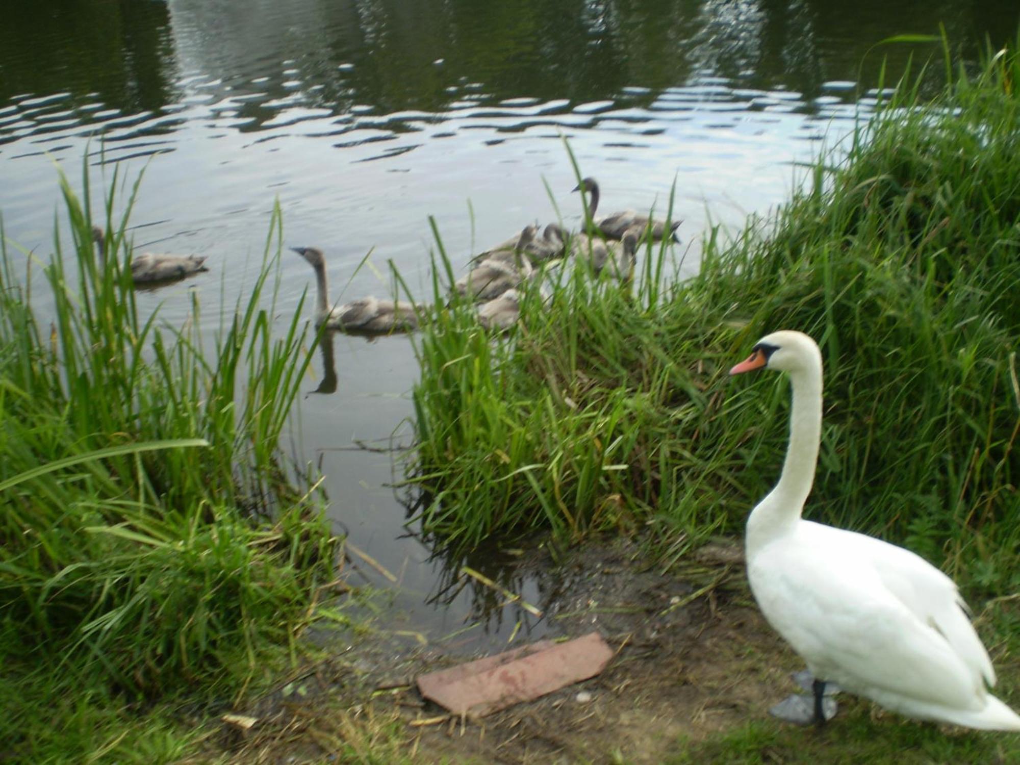 Saule Otel Talsi Dış mekan fotoğraf